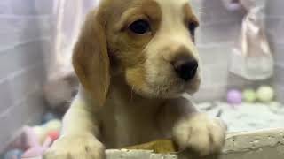 ビーグルの動画01