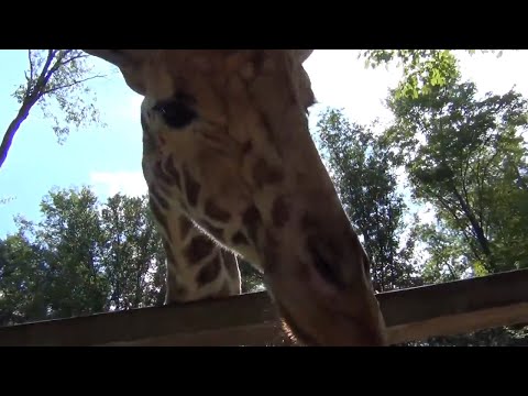Twiga the Giraffe at Claws 'N' Paws Zoo Pet Feed African Animals Feet RIP Passed Away Remember