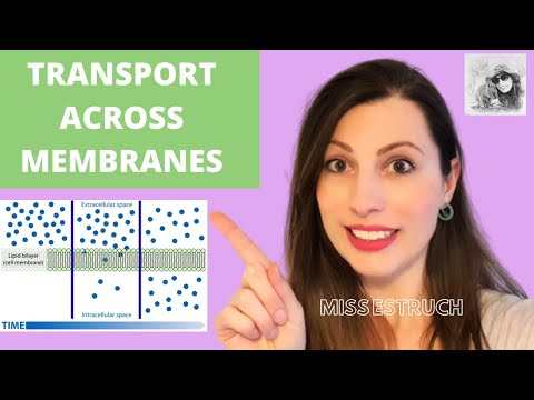 TRANSPORT ACROSS MEMBRANES: A-level Bio. Simple & facilitated diffusion, osmosis & active transport