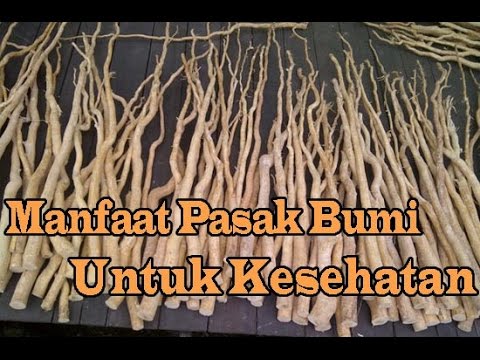 Dana Cina untuk impotensi Titik-titik kecil di tepi glans penis pada