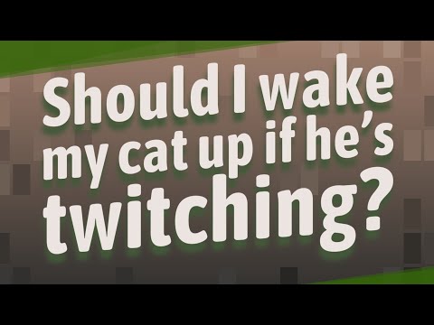YouTube video about: Should I wake my cat up if he's twitching?