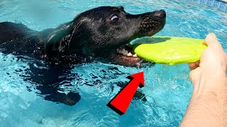 My Dogs First Pool Day Of The Season!