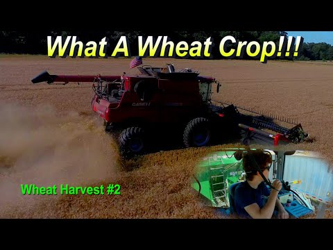 6/14/21: What a Wheat Crop!!! Wheat Harvest 2021 #2