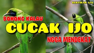 Download lagu Suara Pikat Cucak Ijo Ribut Terbaru 2022 Ampuh mp3