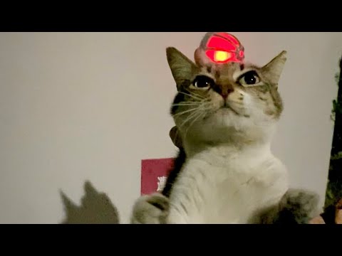 【猫】だめだね（猫）  ※音量注意