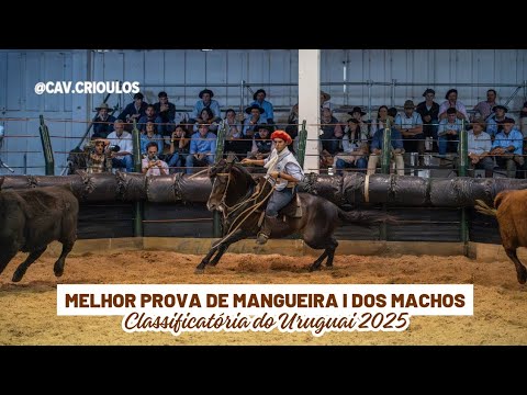 Moccateo Cala Bassa - TE • Melhor Prova de Mangueira I dos Machos na Classificatória do Uruguai 2025