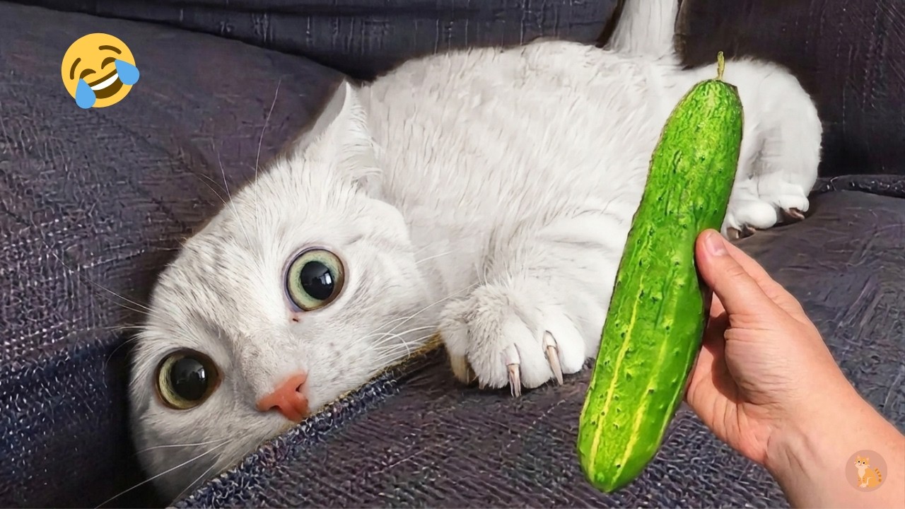 The Internet’s Funniest Cat Moments You Have to See 😂🤣 I funny cat videos 😂  I The Animal Vibe