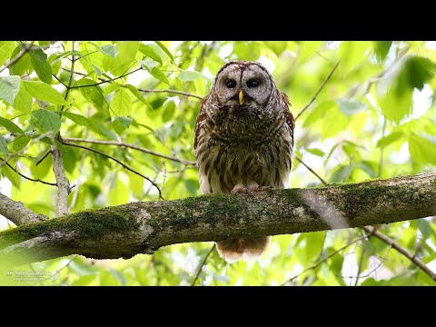 Barred Owls calling!