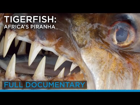 Tigerfish: Africa’s Piranha (full documentary) | Earth Touch TV
