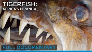 Download lagu Tigerfish: Africa’s Piranha (full documentary) | Earth Touch TV mp3 Download lagu Tigerfish: Africa’s Piranha (full documentary) | Earth Touch TV mp3