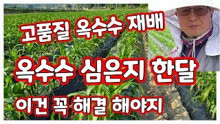 옥수수 심은지 한달 가뭄 꼭 해결해야한다. 물대는 과정 공유 [옥수수재배방법]