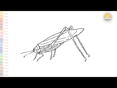 Bush Katydid drawing | Bush crickets drawings | How to draw Bush Katydid step by step | Insects art