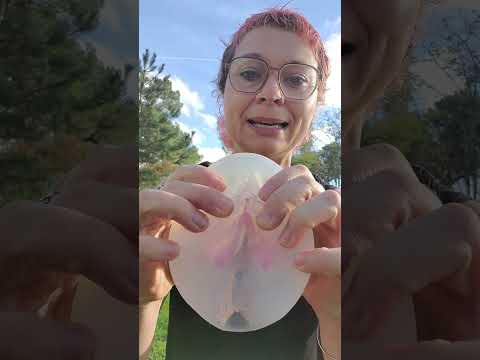 Modèle anatomique - vulve et clitoris