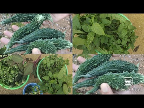 #Gardenupdates #lakshufoods Harvesting vegetables from garden/in Tamil/lakshufoods & vlogs