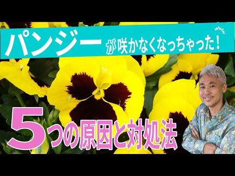 パンジーを植える: 5 つの創造的なアイデア 植物