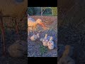 the white stork family#stark#forest#bird#bidsounds#birdshorts#birdwatching#storkbird#storknest
