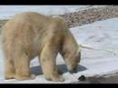 Detroit Zoo 5