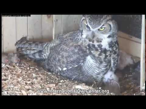 One of Iris's Owlets Attempts to Eat a Little Mouse, approx. 12:15 pm 3-26-13