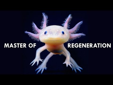 Interesting Animal Videos