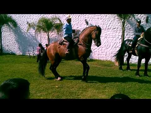 Banda Skandaloxa Gdl con caballos bailadores