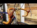 De Rosa Bike Review Vintage Bicycle Review