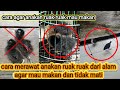 Cara Merawat ANAK Burung RUAK RUAK YANG Baru DAPAT DARI ALAM AGAR TETAP HIDUP DAN MAU MAKAN VOER