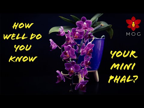 What will your Mini Phalaenopsis Orchids do after purchase? Watch this!  - Orchid Care for Beginners