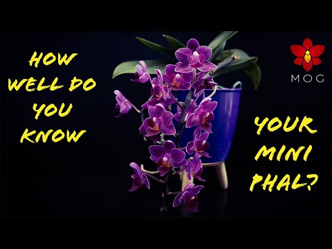 , title : 'What will your Mini Phalaenopsis Orchids do after purchase? Watch this!  - Orchid Care for Beginners'