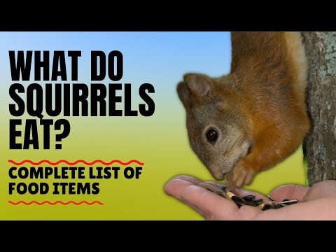 YouTube video about: Will squirrels eat rabbit food?