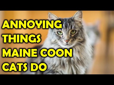 10 Annoying Things Maine Coon Cats Do/All Cats