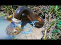 Electric Eel VS Others! What Electric Eels Can Do...