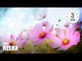 Morning Relaxing Music Happy And Positive Energy Diana