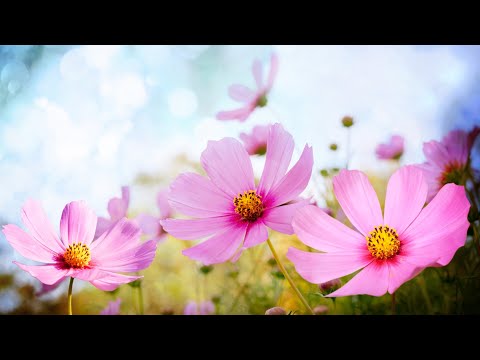 Morning Relaxing Music - Happy and Positive Energy (Diana)