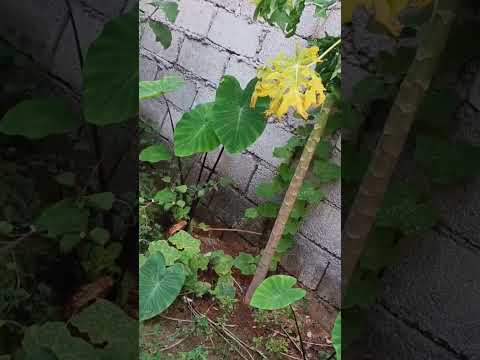 Shyama Akku #Fesh veggies #Mini garden#Healthy