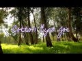 Cotton Eyed Joe by Amber Hayes [official lyric video]