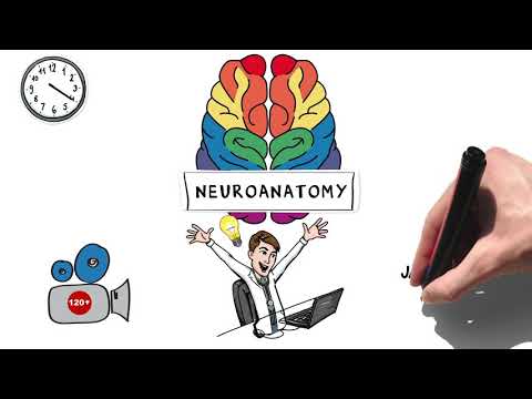 Neuroanatomy & Neuroscience - Anatomy Lectures Video
