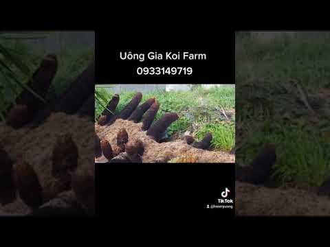 Dương xỉ - Tổ quạ