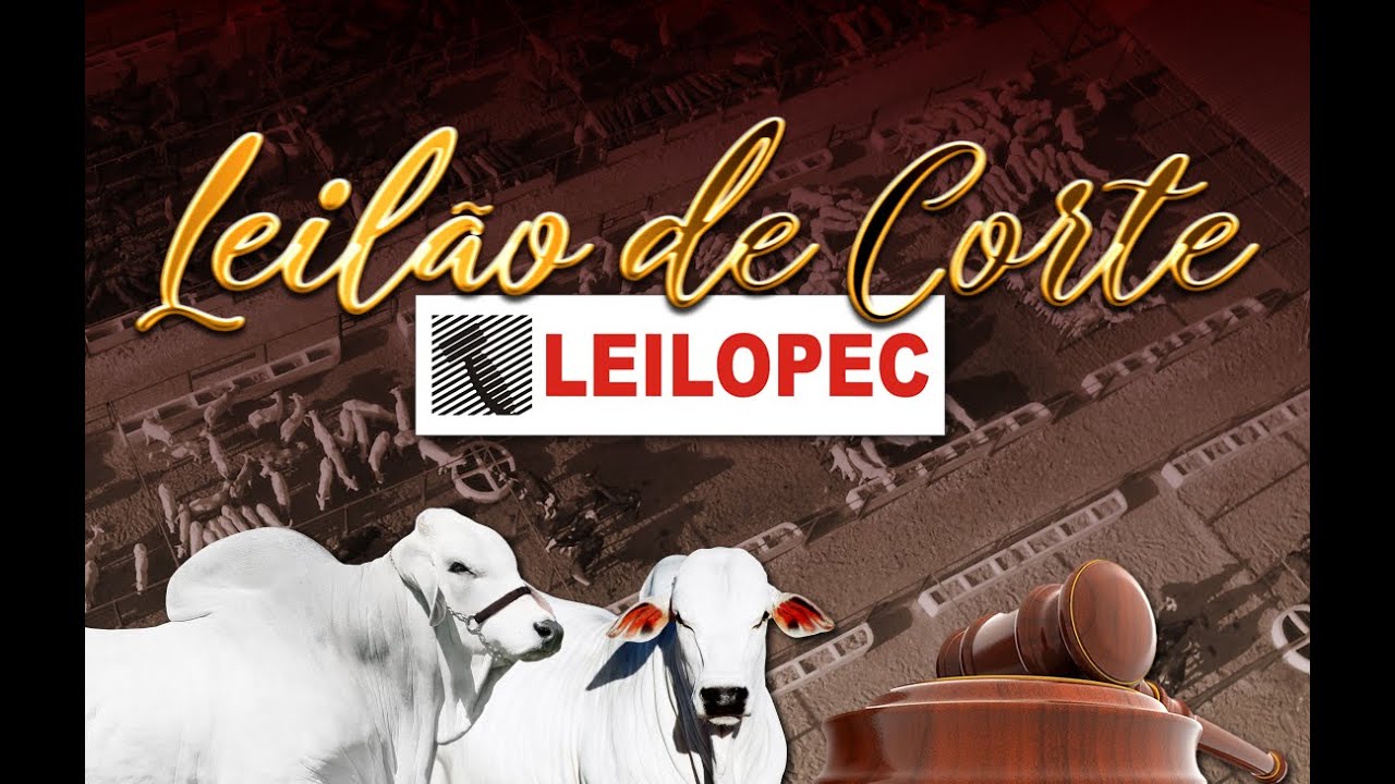 CANAL LEILÕES | LEILOPEC UBERABA - MG (13/10/2024)