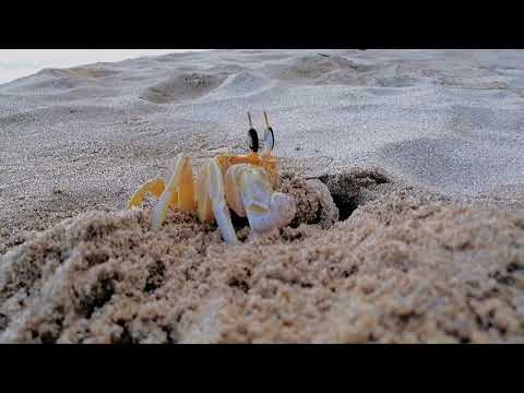 The Simple Traveller 👣 [First Video]