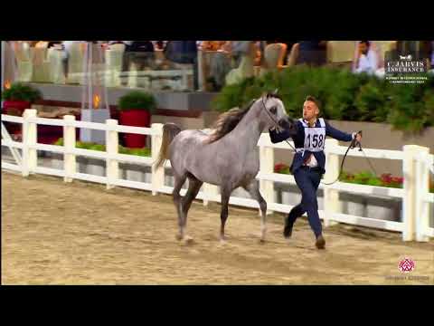 N 158 NASSER AL HAMAD   10th Kuwait International Championship 2023   Colts 2 Years Old Class 4B