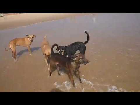 Индия. Гоа. Кандолим. Океан и пляж. 24/04/2017 