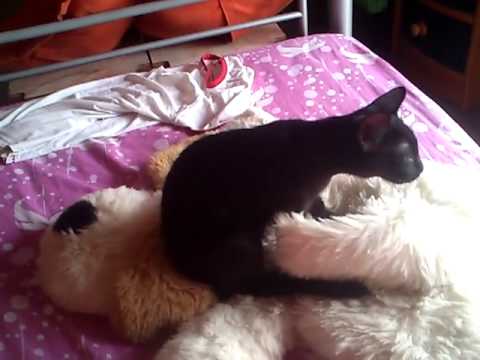 Isis masajeando al peluche para dormir
