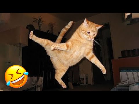 Funniest Pets 2024 😄 Very Funny Cats and Dogs Videos 😹🐶 PART 8