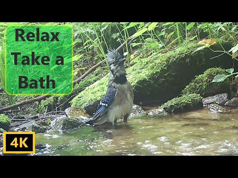 Blue Jays Mountain Spring Bath - Birdbath Saturday