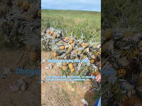 Colheita do abacaxi pérola em São Francisco de Itabapoana RJ