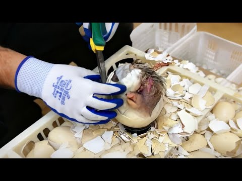 ⭕️ Live&Streaming🦤