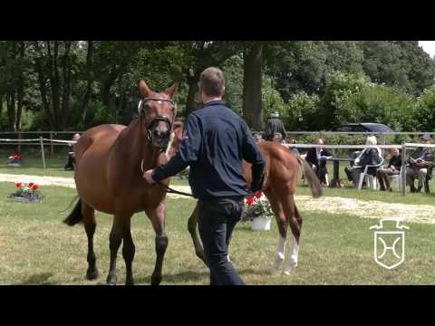 SE006 Hengstfohlen von Larimar - Acord II - Landgraf I