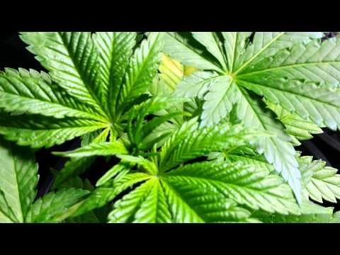 Topping VS Natural Growth: Part 1