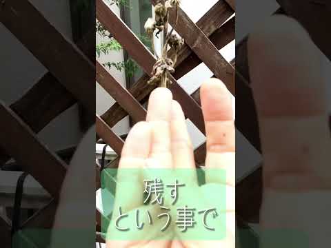 ダブルタチアオイの種子は開花を待ち、さやが乾燥して形成される