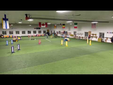 Kayl McCann & Bee-Line Running Jumpers Course by Judge: Ashley Deacon